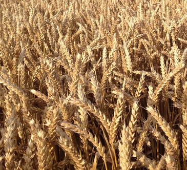 northwest Ohio wheat crop